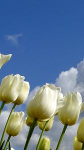 Превью обои тюльпаны, цветы, белые, небо, облака, весна