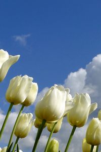 Превью обои тюльпаны, цветы, белые, небо, облака, весна