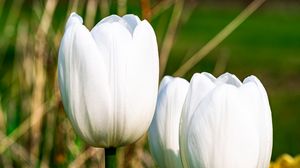 Превью обои тюльпаны, цветы, белый, лепестки, растение