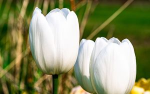 Превью обои тюльпаны, цветы, белый, лепестки, растение