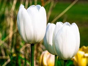 Превью обои тюльпаны, цветы, белый, лепестки, растение