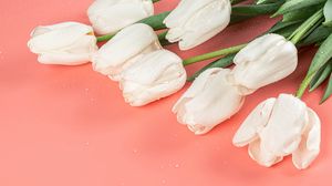 Превью обои тюльпаны, цветы, белый, розовый