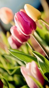 Превью обои тюльпаны, цветы, блики, размытость