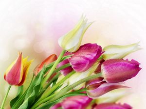 Превью обои тюльпаны, цветы, блики, букет, капли, свежесть