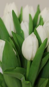 Превью обои тюльпаны, цветы, букет, белый