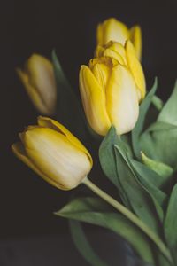 Превью обои тюльпаны, цветы, букет, желтый