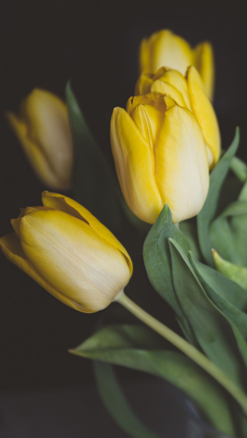 Скачать 800x1420 тюльпаны, цветы, букет, желтый обои, картинки iphone  se/5s/5c/5 for parallax