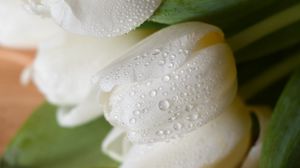 Превью обои тюльпаны, цветы, букет, белый, мокрый