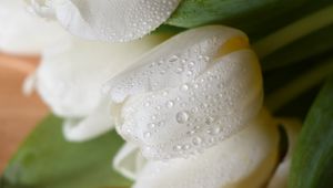 Превью обои тюльпаны, цветы, букет, белый, мокрый