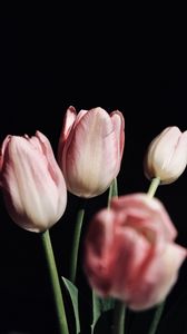 Превью обои тюльпаны, цветы, букет, розовый, черный