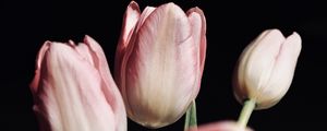 Превью обои тюльпаны, цветы, букет, розовый, черный