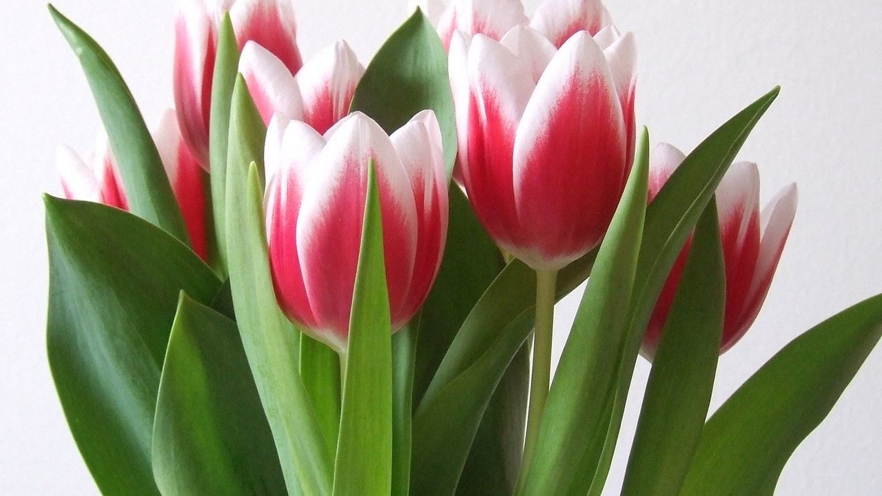 Обои тюльпаны, цветы, букет, пестрые, весна
