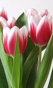 Превью обои тюльпаны, цветы, букет, пестрые, весна