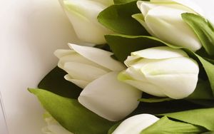 Превью обои тюльпаны, цветы, букет, белые, искусственные