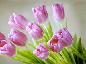 Превью обои тюльпаны, цветы, букет, весна