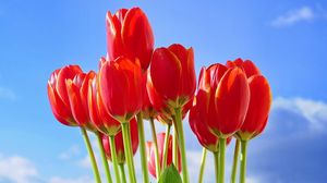 Превью обои тюльпаны, цветы, букет, красные, небо, весна