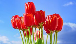Превью обои тюльпаны, цветы, букет, красные, небо, весна