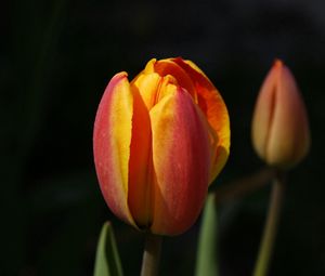Превью обои тюльпаны, цветы, бутон, два, фон