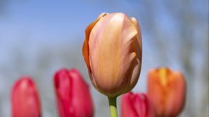 Превью обои тюльпаны, цветы, бутоны, весна, размытие