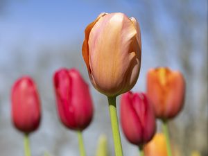 Превью обои тюльпаны, цветы, бутоны, весна, размытие