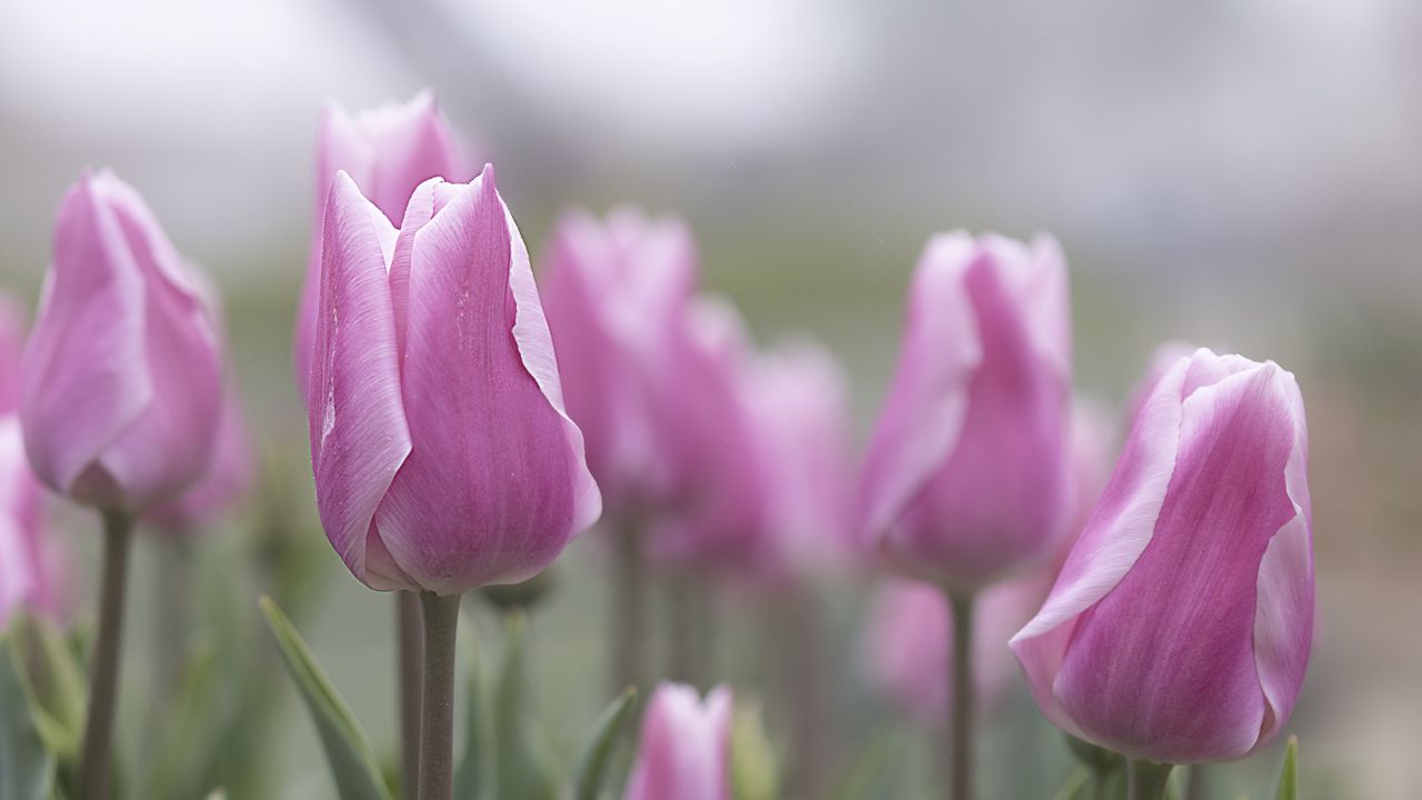 Обои тюльпаны, цветы, бутоны, розовый, листья, размытие