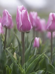 Превью обои тюльпаны, цветы, бутоны, розовый, листья, размытие