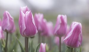 Превью обои тюльпаны, цветы, бутоны, розовый, листья, размытие