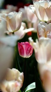 Превью обои тюльпаны, цветы, бутоны, лепестки, розовый