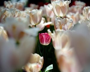 Превью обои тюльпаны, цветы, бутоны, лепестки, розовый