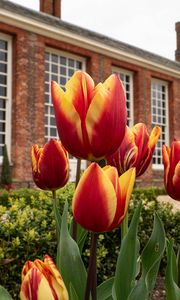 Превью обои тюльпаны, цветы, бутоны, клумба, здание