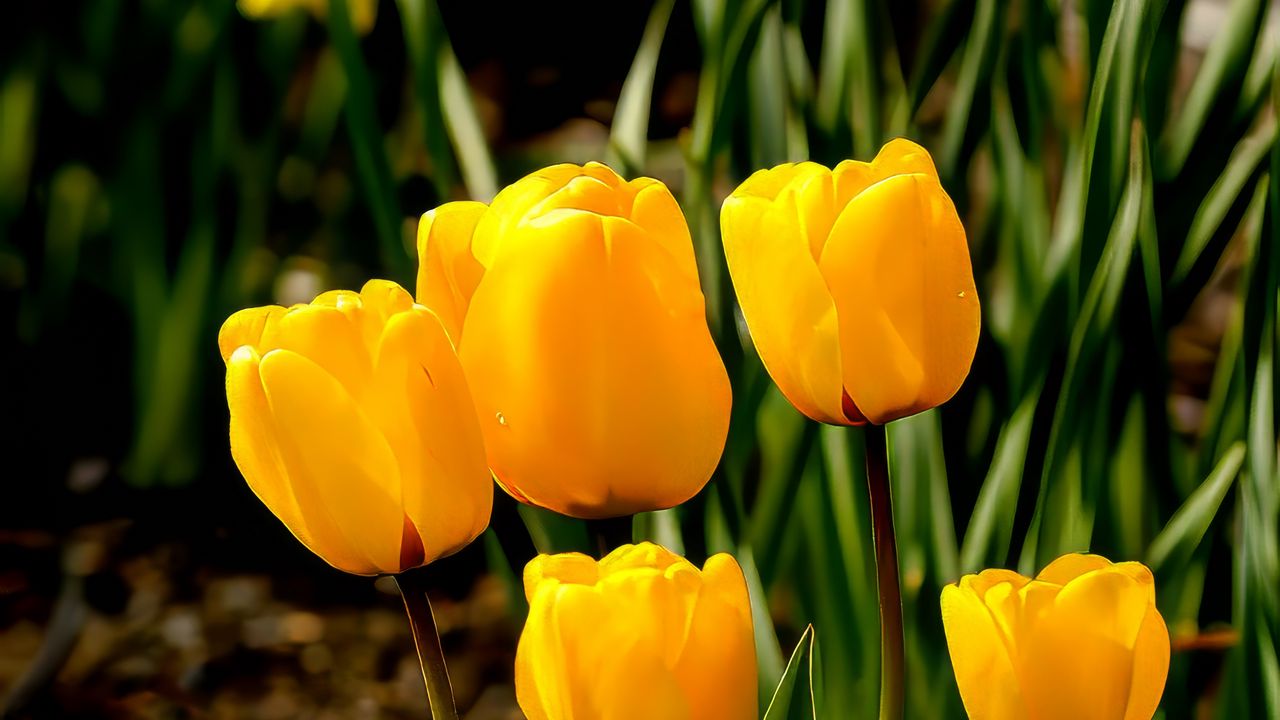 Обои тюльпаны, цветы, бутоны, весна, желтый
