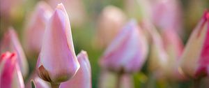Превью обои тюльпаны, цветы, бутоны, макро, розовый