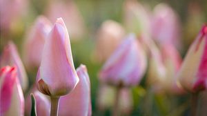Превью обои тюльпаны, цветы, бутоны, макро, розовый