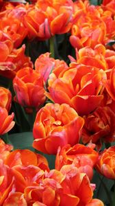 Превью обои тюльпаны, цветы, бутоны, яркие, красные