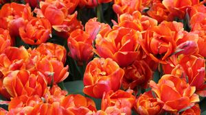 Превью обои тюльпаны, цветы, бутоны, яркие, красные