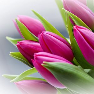 Превью обои тюльпаны, цветы, бутоны, букет, размытость