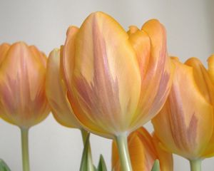 Превью обои тюльпаны, цветы, бутоны, полосатые, крупный план