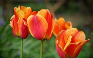 Превью обои тюльпаны, цветы, бутоны, разноцветные, размытость