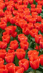 Превью обои тюльпаны, цветы, бутоны, лепестки, красный