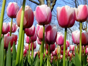 Превью обои тюльпаны, цветы, деревья, весна, небо