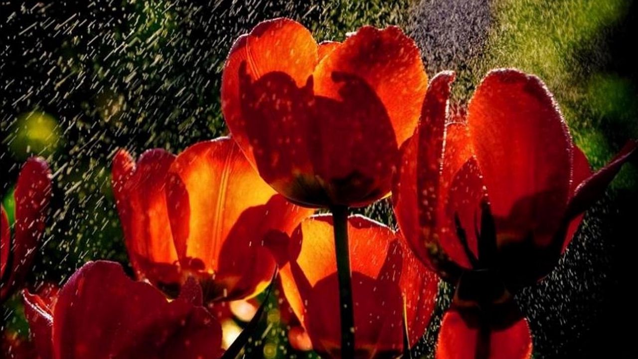 Обои тюльпаны, цветы, дождь, капли, свежесть