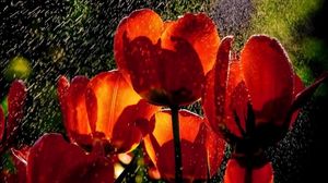 Превью обои тюльпаны, цветы, дождь, капли, свежесть