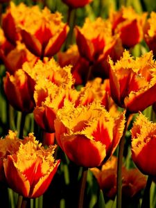 Превью обои тюльпаны, цветы, двухцветные, махровые, клумба, крупный план