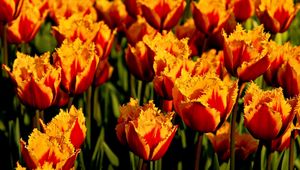 Превью обои тюльпаны, цветы, двухцветные, махровые, клумба, крупный план