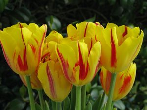 Превью обои тюльпаны, цветы, двухцветные, крупный план