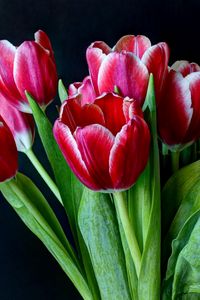 Превью обои тюльпаны, цветы, двухцветные, букет, темны фон