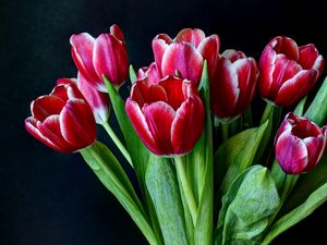Превью обои тюльпаны, цветы, двухцветные, букет, темны фон