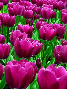 Превью обои тюльпаны, цветы, фиолетовые, клумба, распущенные, солнечно