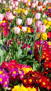 Превью обои тюльпаны, цветы, яркие, клумба, весна, зелень