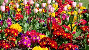 Превью обои тюльпаны, цветы, яркие, клумба, весна, зелень